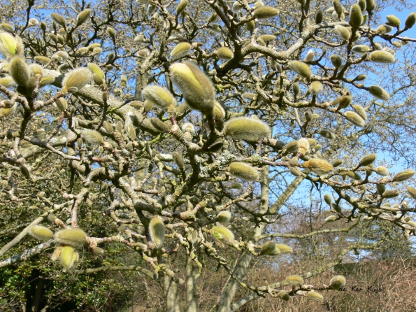 Bois des Moutiers (57) mars 2012